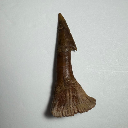 Onchopristis Barb/Tooth (MD)