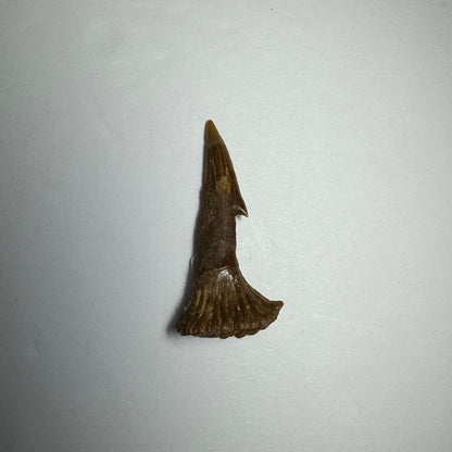 Onchopristis Barb/Tooth (SM) from Morocco