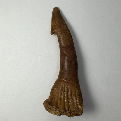 Onchopristis Barb/Tooth (LG) from Morocco