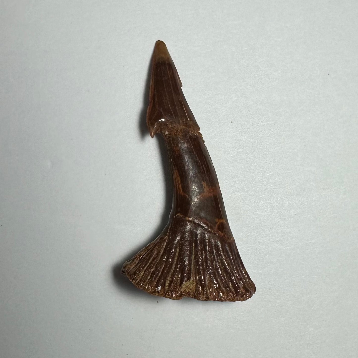 Onchopristis Barb/Tooth (MD)