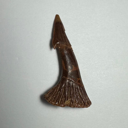 Onchopristis Barb/Tooth (MD)