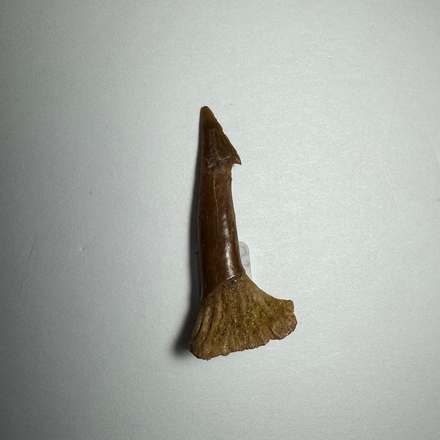 Onchopristis Barb/Tooth (SM) from Morocco