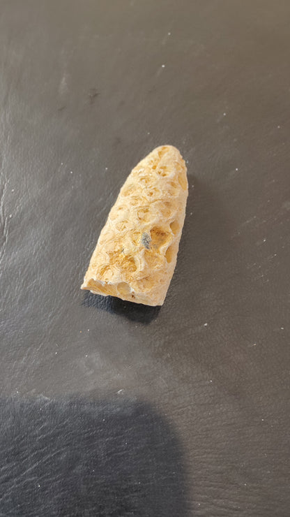 Fossilized Pine Cone 2"