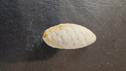 Fossilized Pine Cone 2"