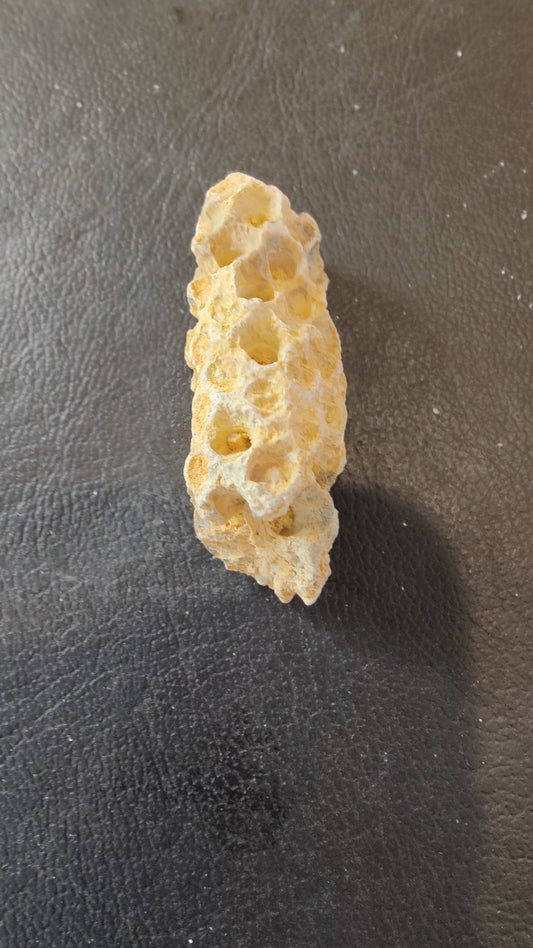 Fossilized Pine Cone 2"