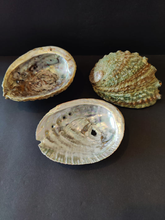 Abalone Shell 5"