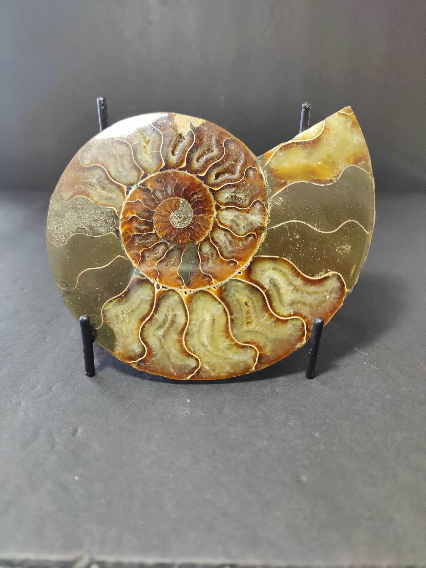 Polished Ammonite Fossil Half