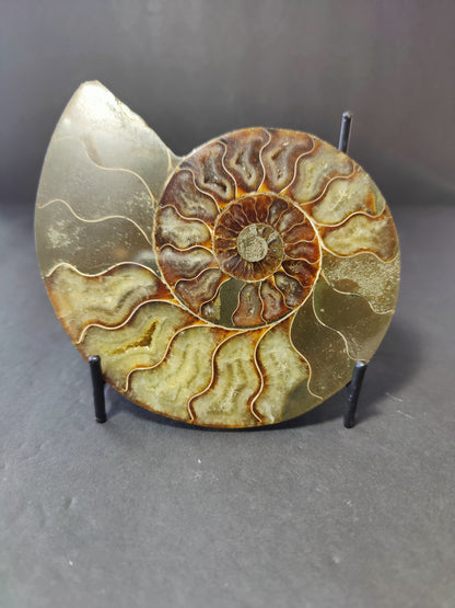 Polished Ammonite Fossil Half