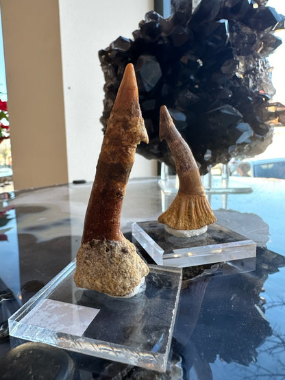 Onchopristis Barb/Tooth (LG) from Morocco