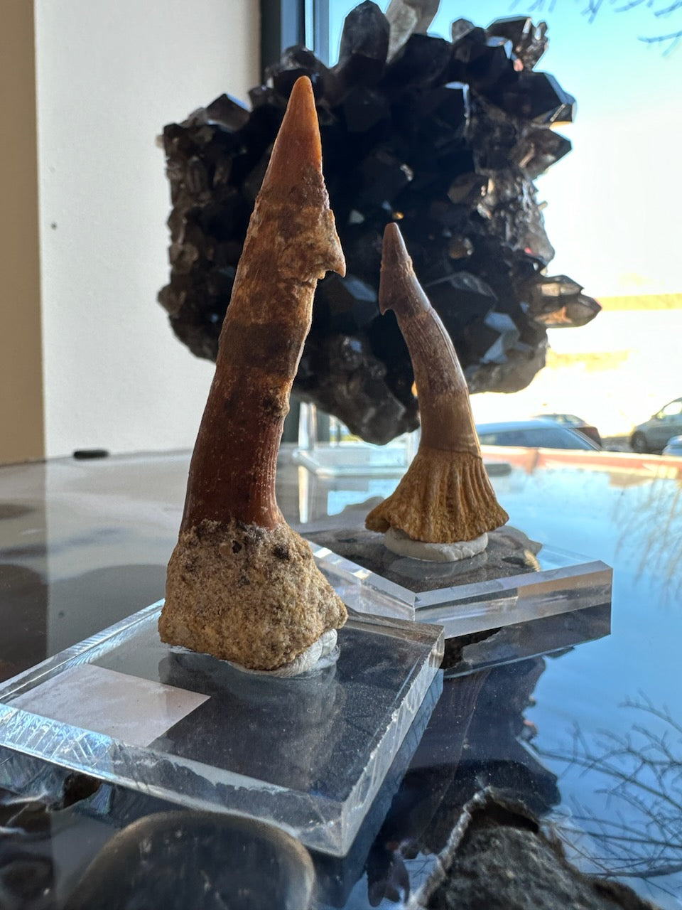 Onchopristis Barb/Tooth (LG) from Morocco