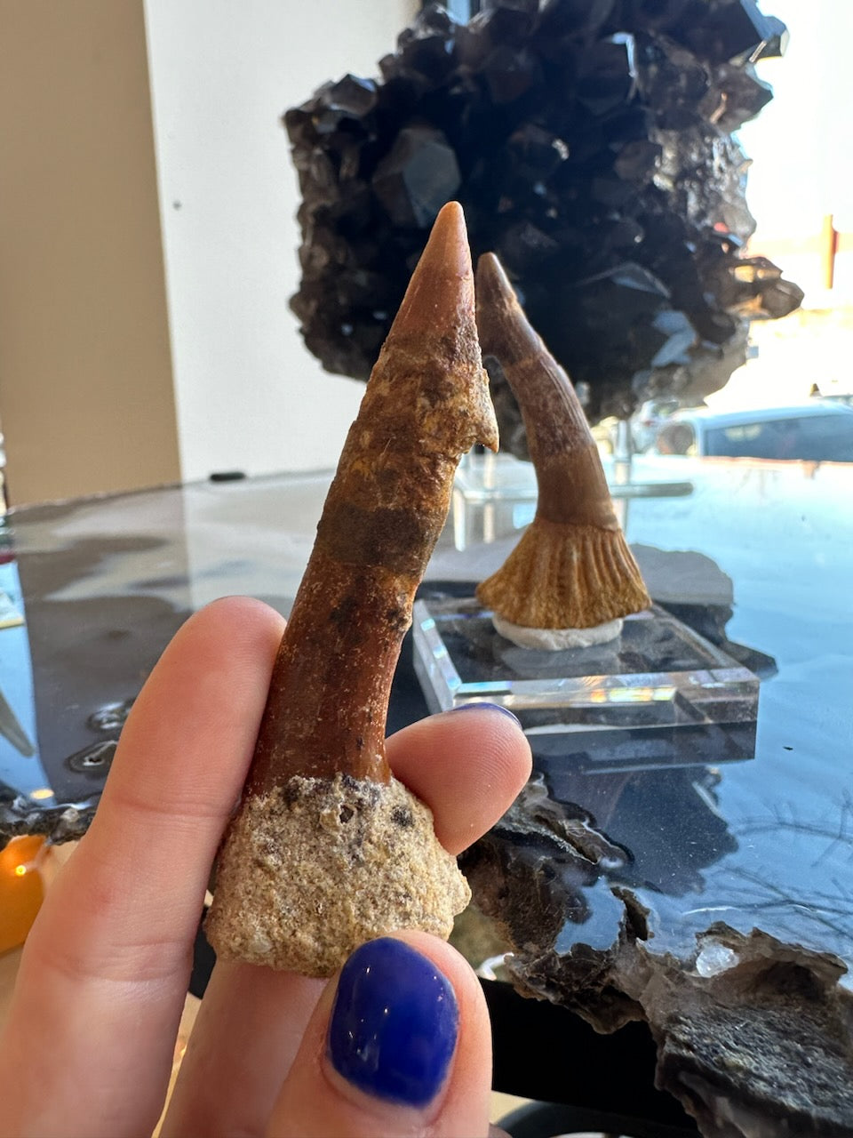 Onchopristis Barb/Tooth (LG) from Morocco