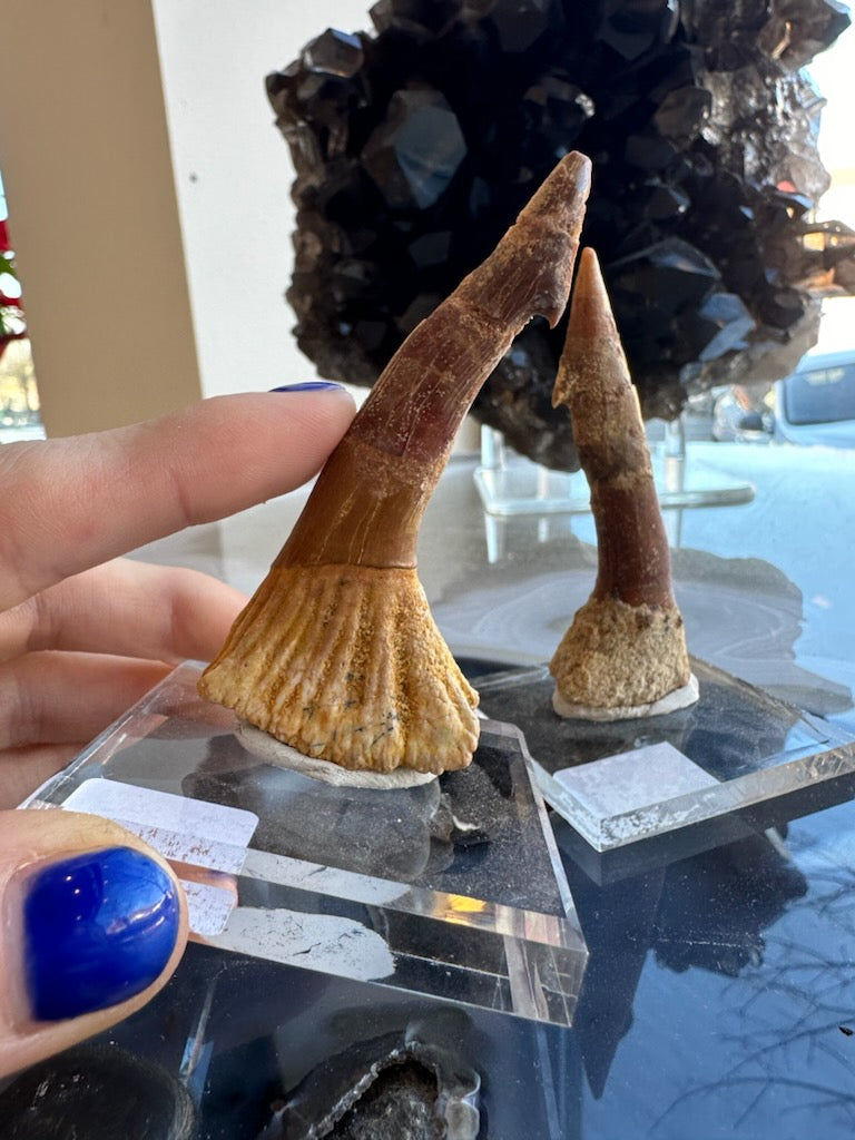 Onchopristis Barb/Tooth (LG) from Morocco