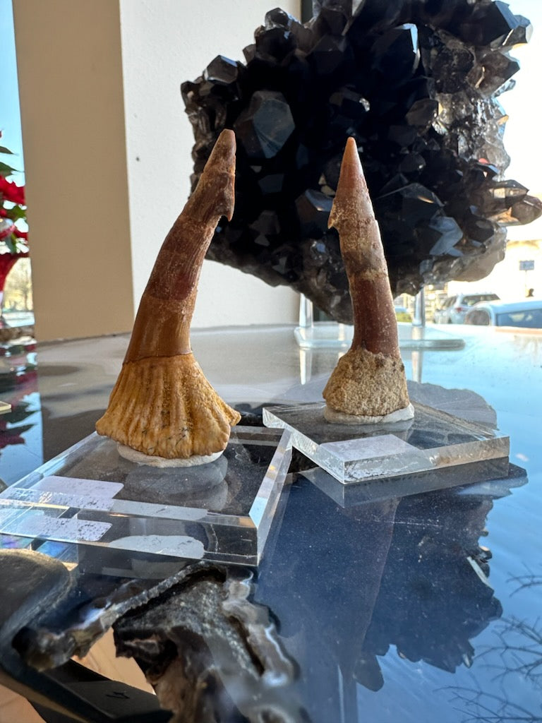 Onchopristis Barb/Tooth (LG) from Morocco