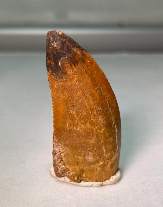 Carcharodontosaurus Tooth 1.5"