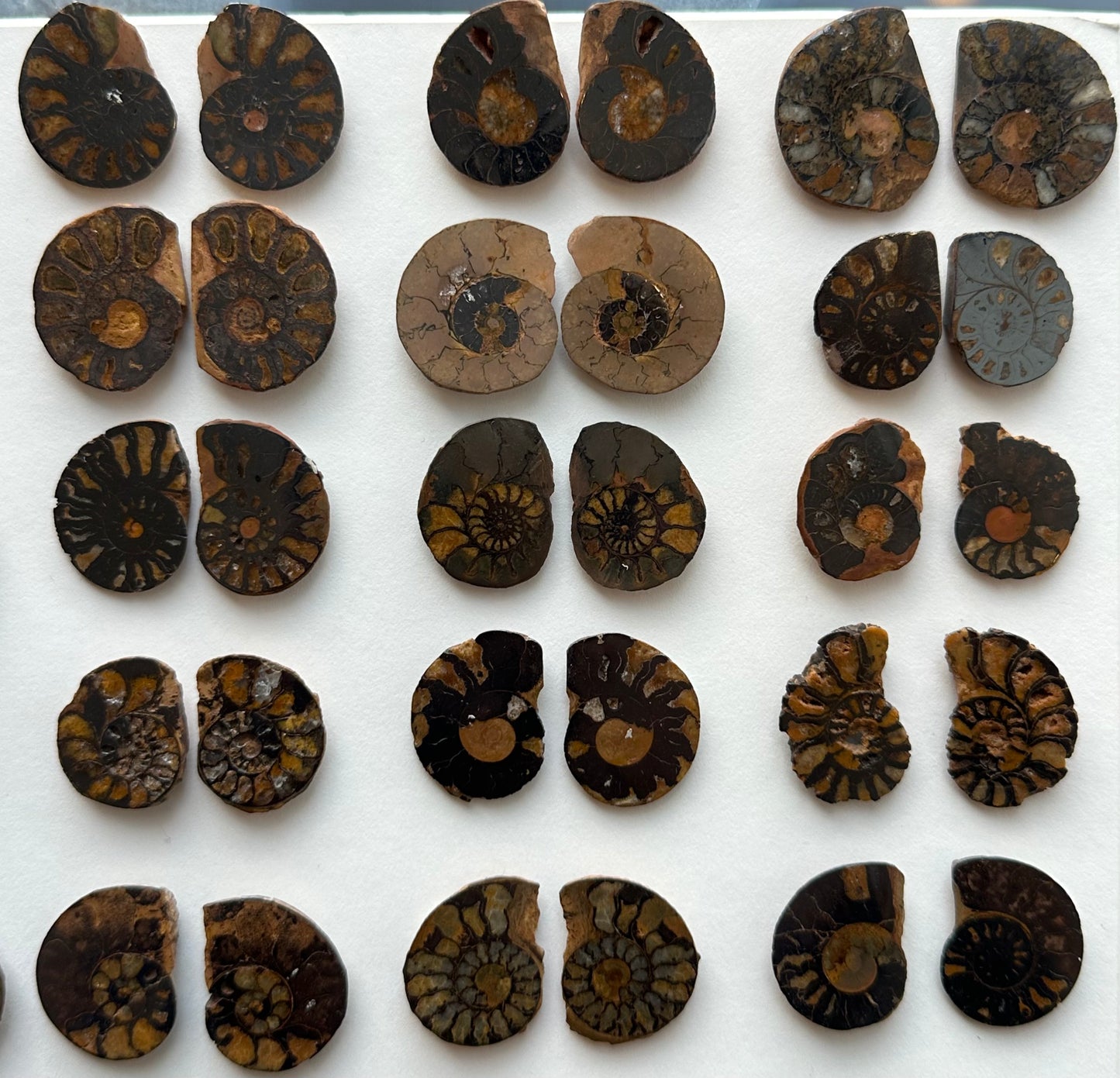 Ammonite Fossil Halves Cut & Polished Morocco