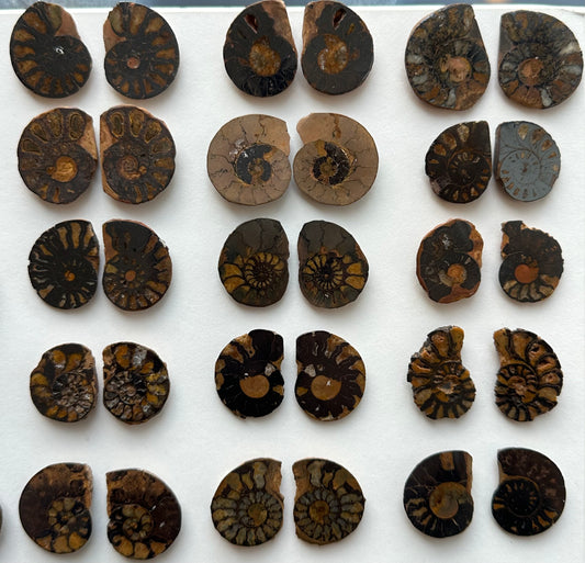 Ammonite Fossil Halves Cut & Polished Morocco