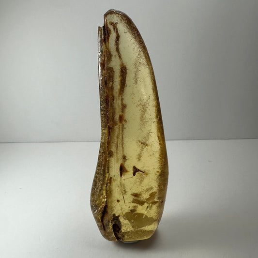 Amber with insects from Colombia