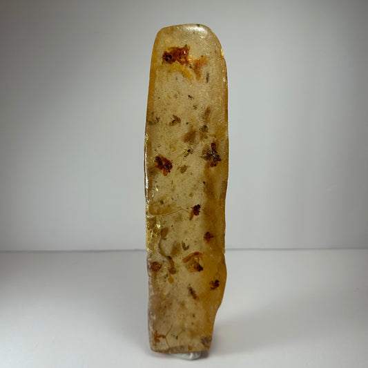 Amber with Bee Colony from Colombia