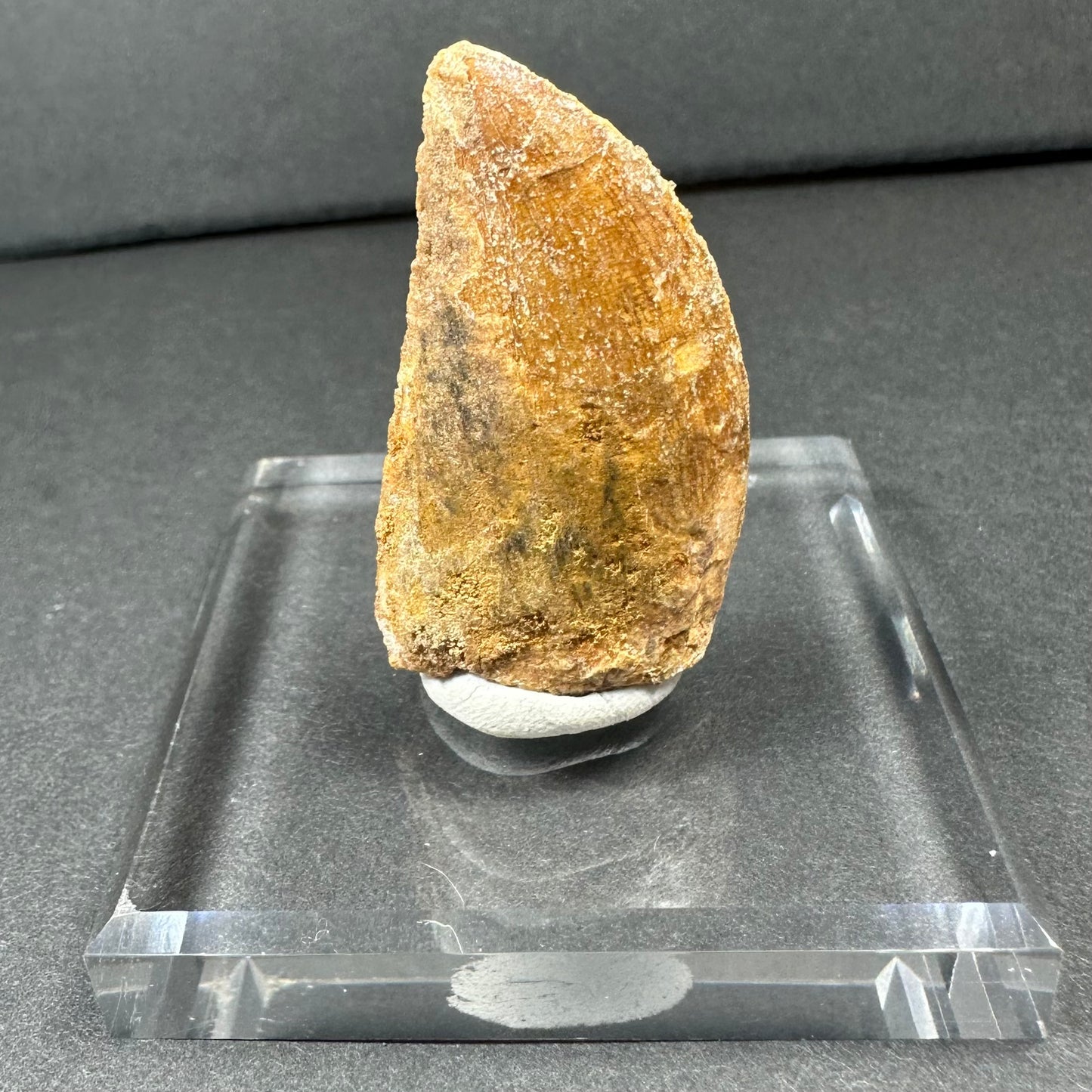Carcharodontosaurus Tooth 1.75" from Morocco