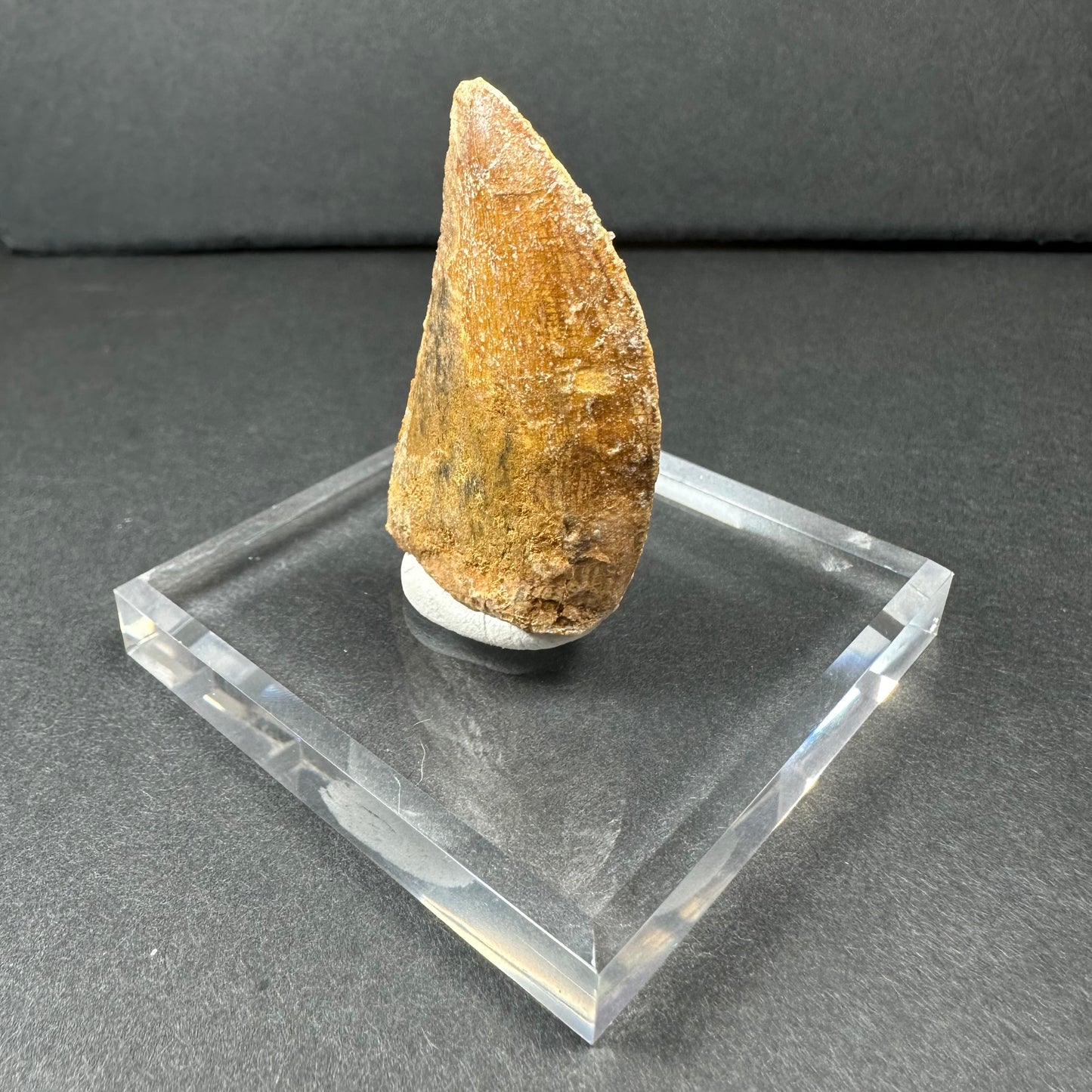 Carcharodontosaurus Tooth 1.75" from Morocco