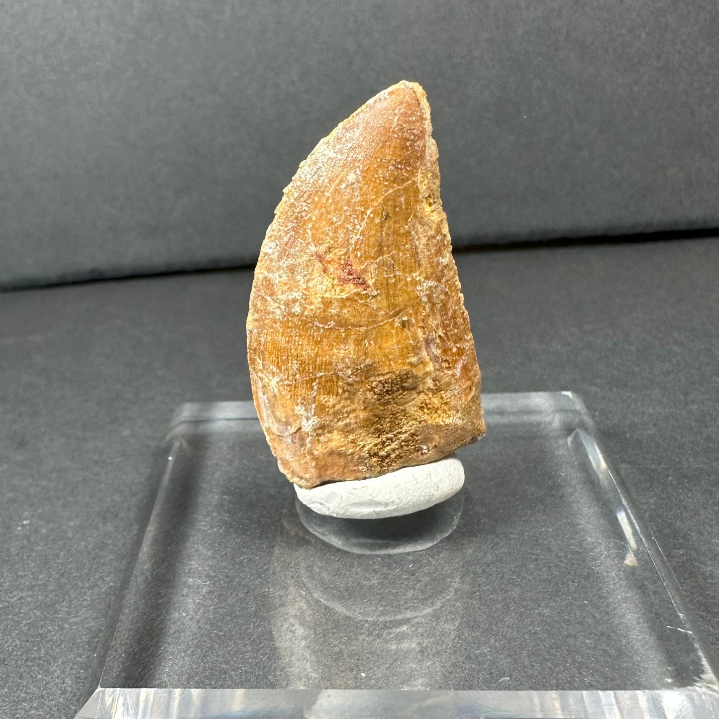 Carcharodontosaurus Tooth 1.75" from Morocco