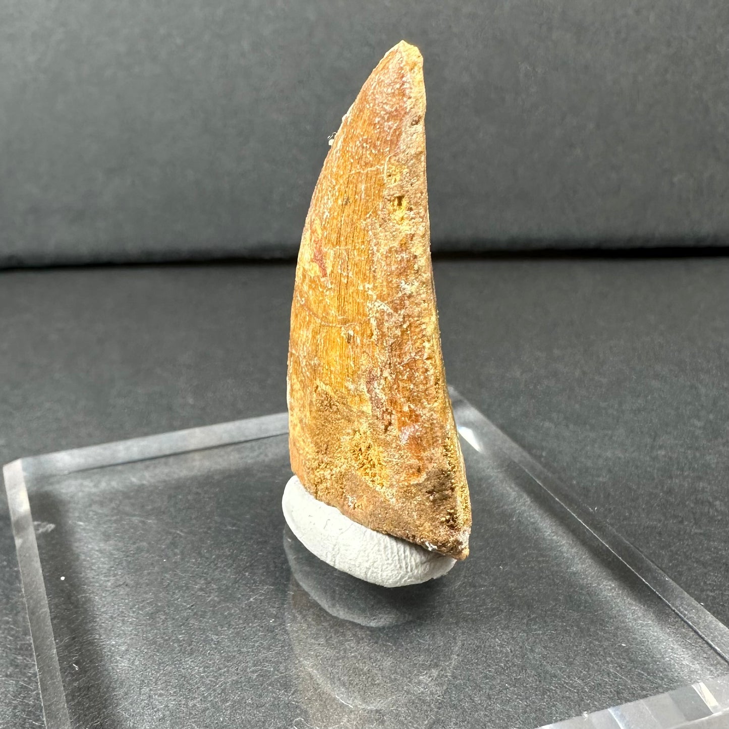 Carcharodontosaurus Tooth 1.75" from Morocco