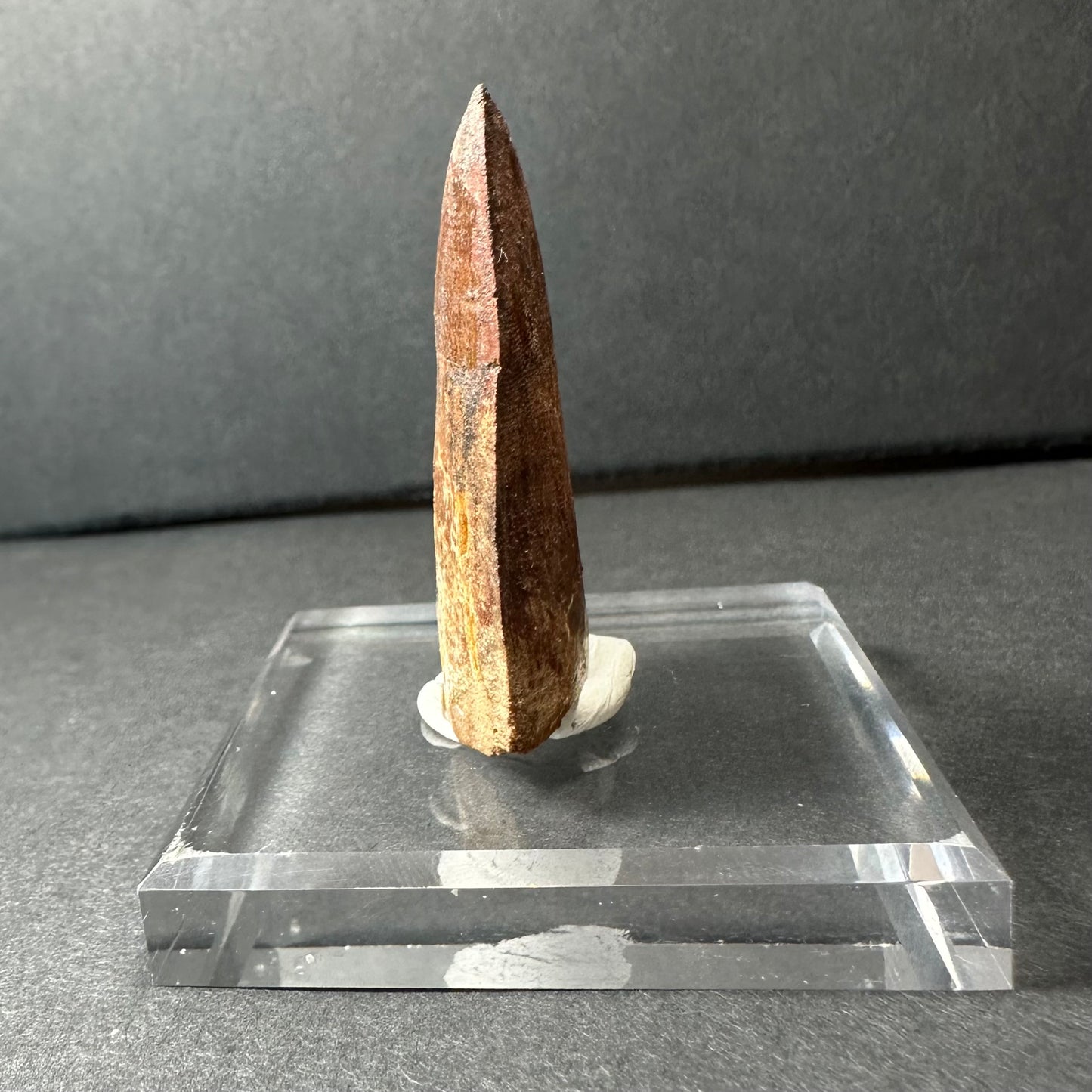 Carcharodontosaurus Tooth 1.9" from Morocco
