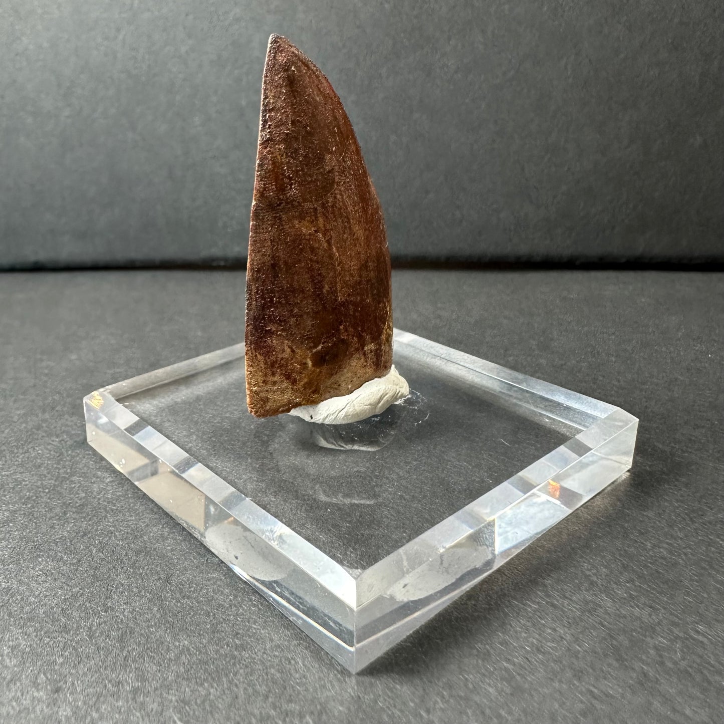 Carcharodontosaurus Tooth 1.9" from Morocco