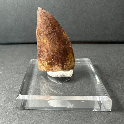 Carcharodontosaurus Tooth 1.9" from Morocco