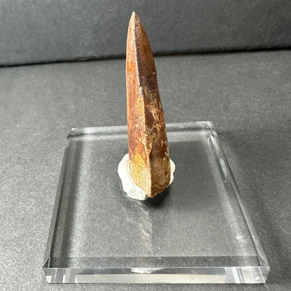 Carcharodontosaurus Tooth 1.9" from Morocco
