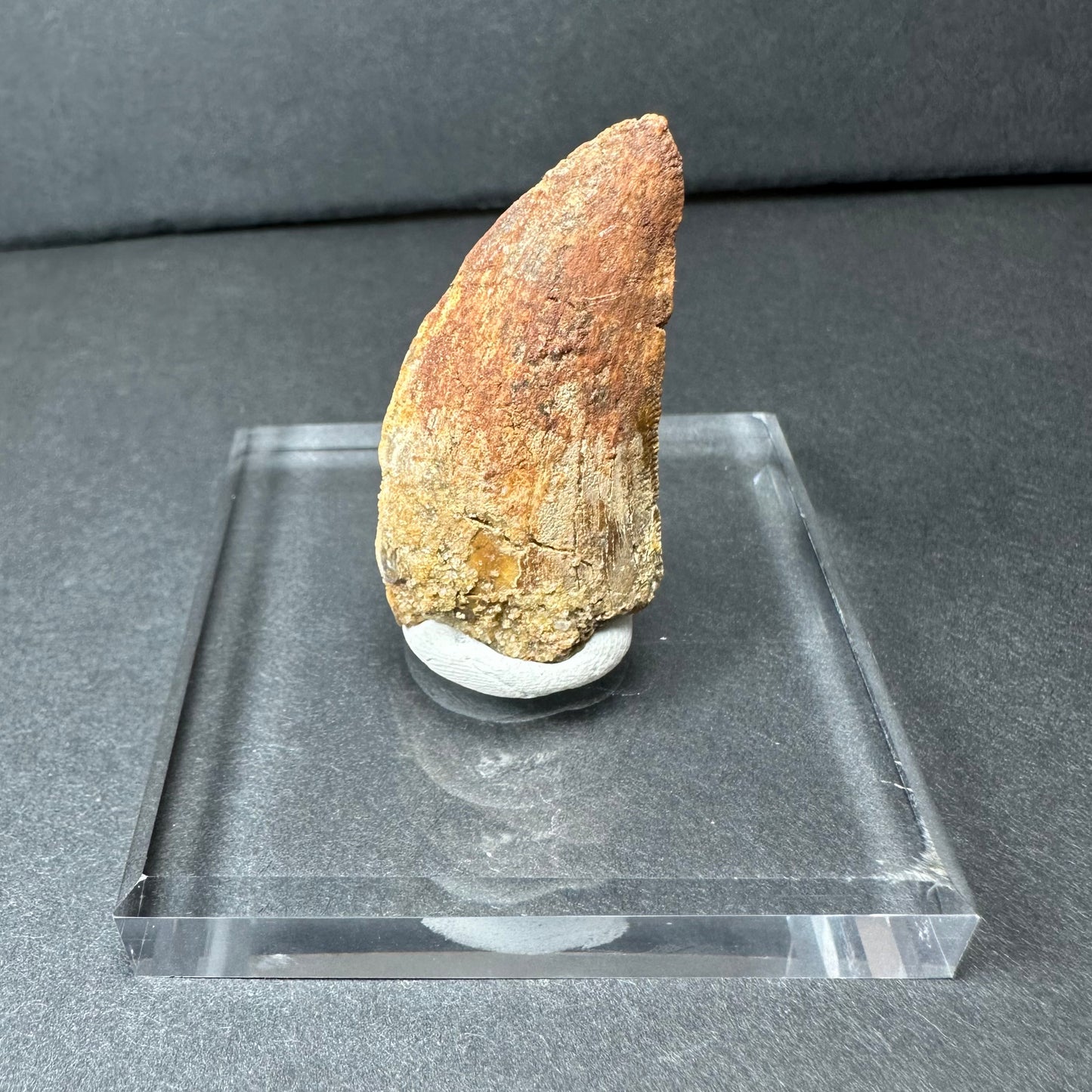 Carcharodontosaurus Tooth 1.5" from Morocco