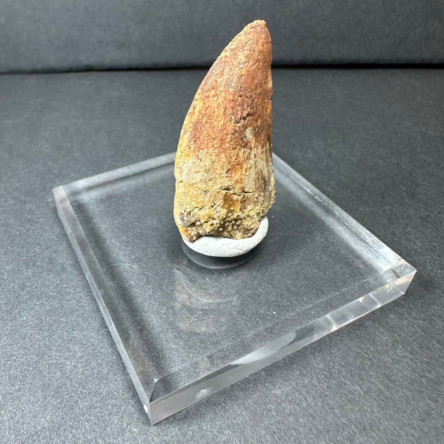 Carcharodontosaurus Tooth 1.5" from Morocco