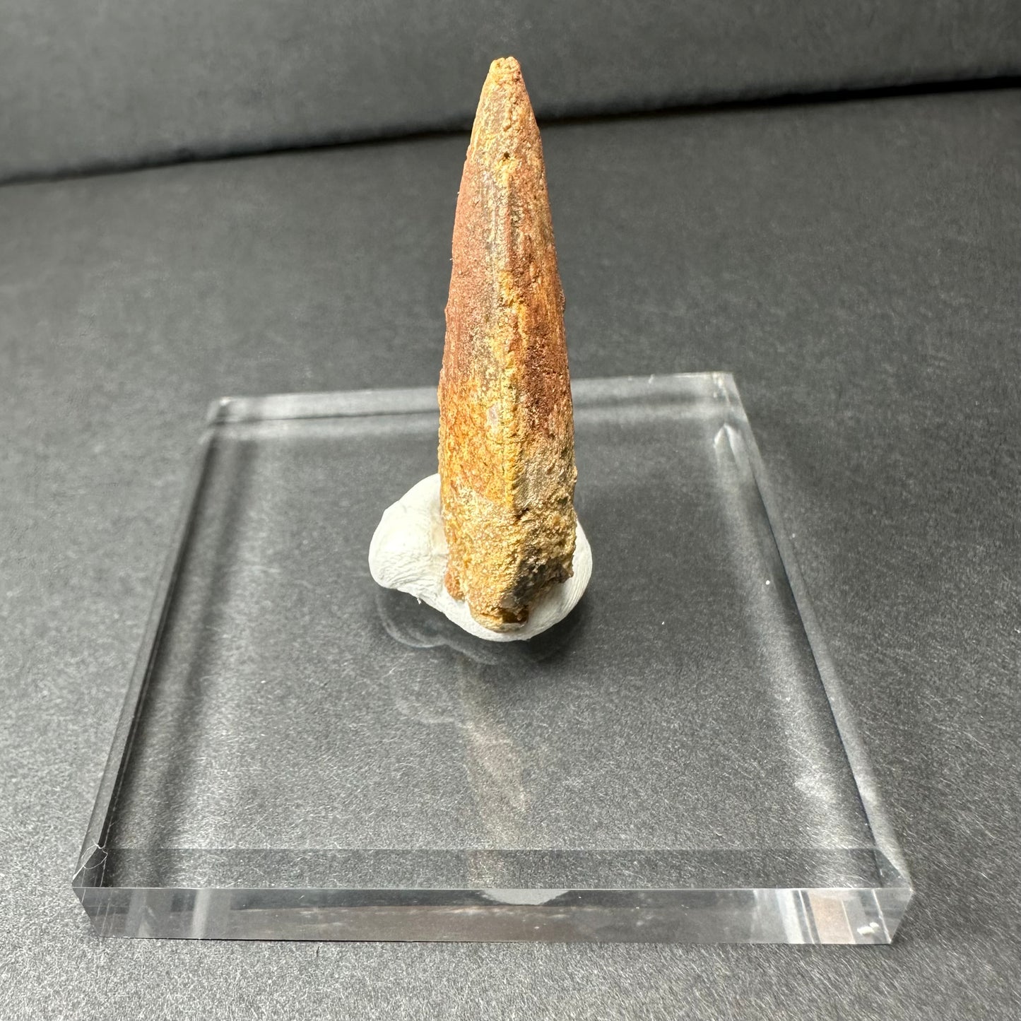 Carcharodontosaurus Tooth 1.5" from Morocco