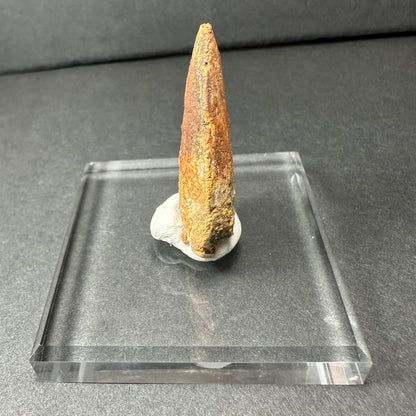Carcharodontosaurus Tooth 1.5" from Morocco
