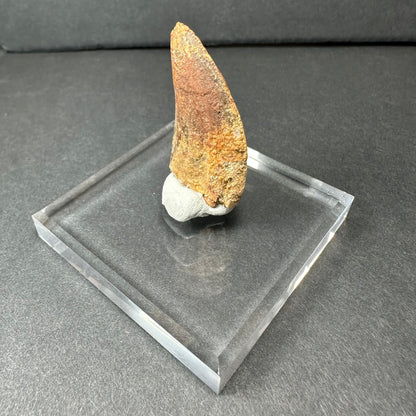 Carcharodontosaurus Tooth 1.5" from Morocco