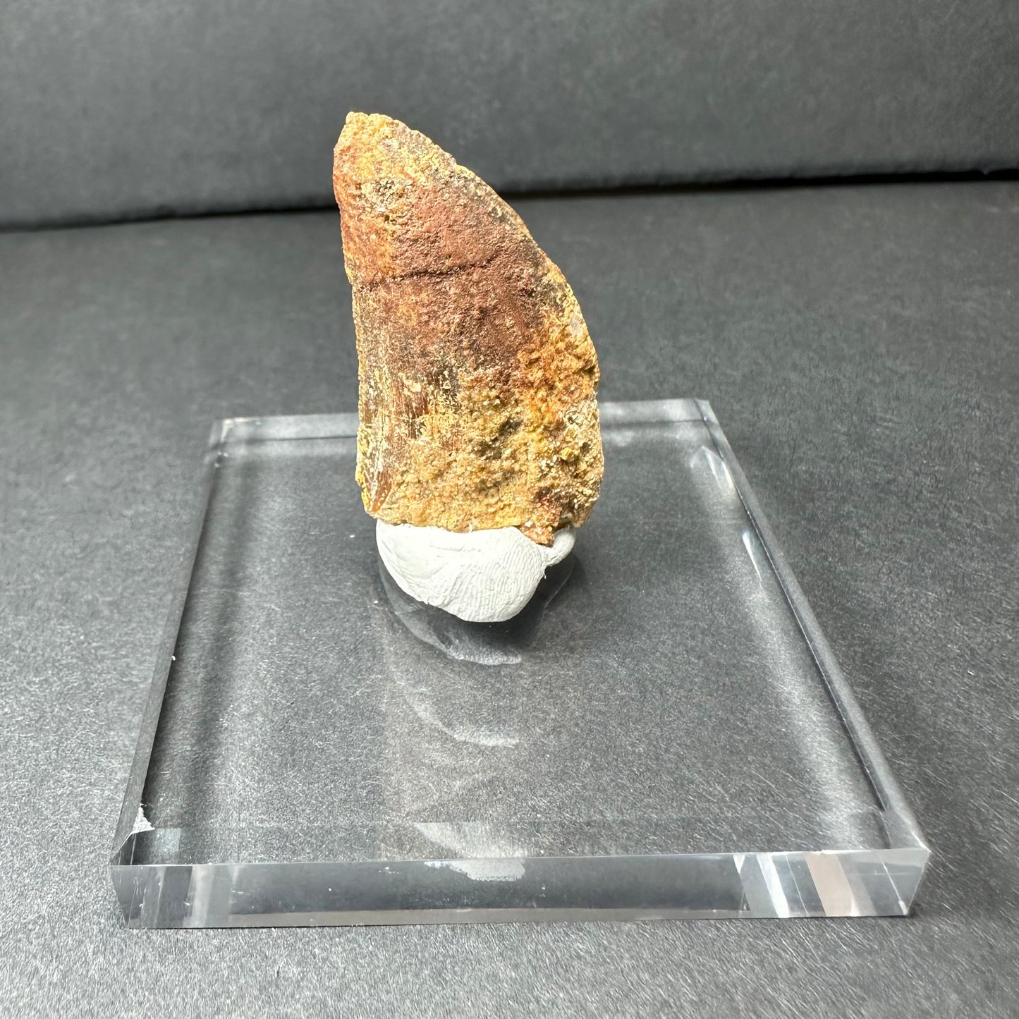 Carcharodontosaurus Tooth 1.5" from Morocco
