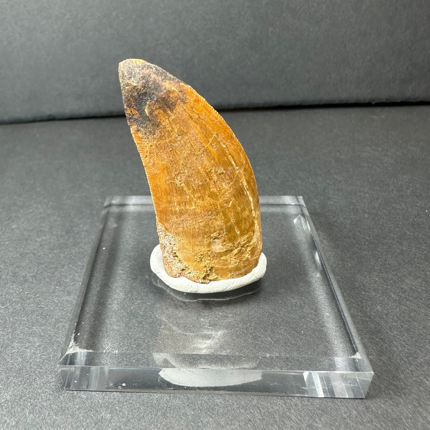 Carcharodontosaurus Tooth