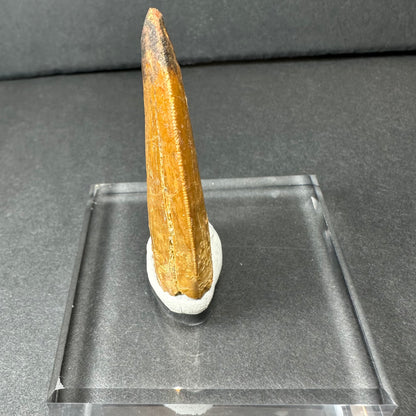 Carcharodontosaurus Tooth