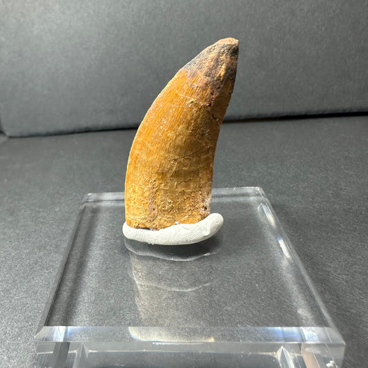 Carcharodontosaurus Tooth
