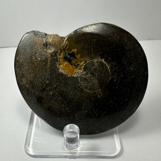 Ammonite Fossil from Morocco