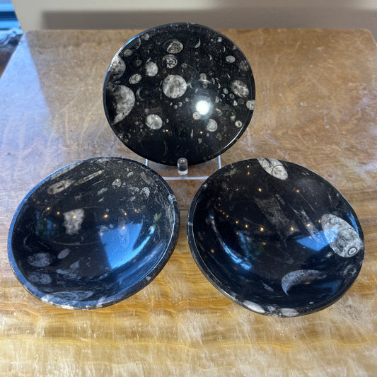 Orthoceras Fossils in Black Limestone Bowl from Atlas Mountains, Morocco