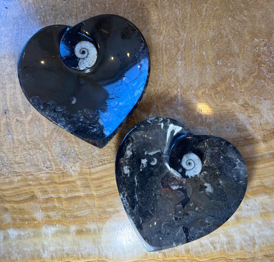 Ammonite & Orthoceras Fossils in Black Limestone Sculptured Plate from Morocco