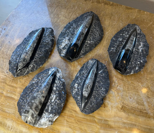 Orthoceras Fossil in Black Limestone