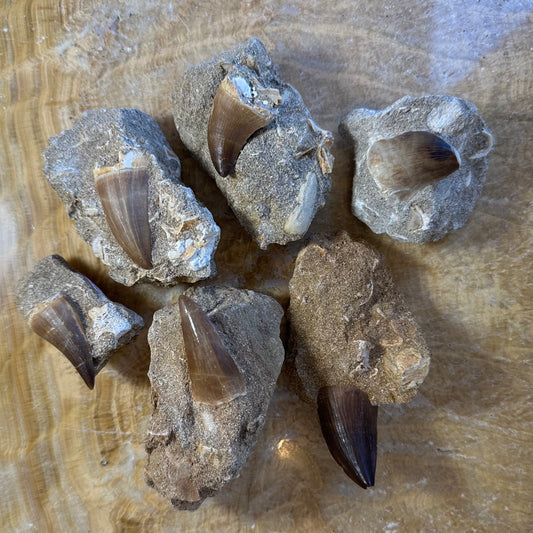 Mosasaur Tooth Fossil on Matrix from Morocco