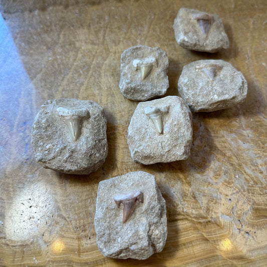 Otodus Obliquus Shark Tooth Fossil on Matrix