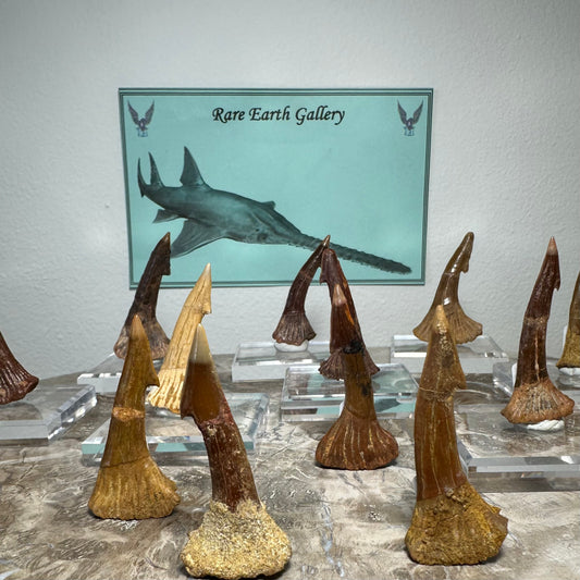 Onchopristis Barb/Tooth (MD)