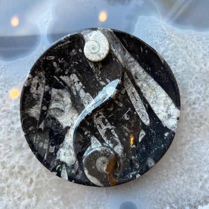 Goniatite & Orthoceras Fossils in Black Limestone Polished Yin-Yang Plate from Morocco