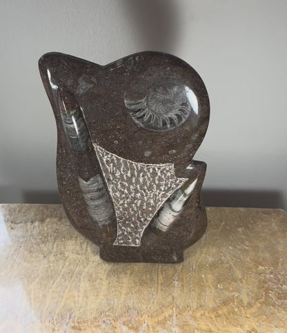 Ammonite Fossils in Matrix Sculpture
