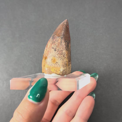 Carcharodontosaurus Tooth 1.9" from Morocco