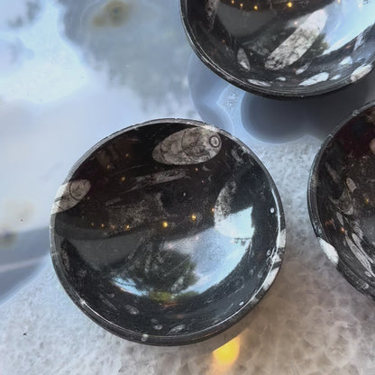 Orthoceras Fossils in Black Limestone Bowl from Atlas Mountains, Morocco